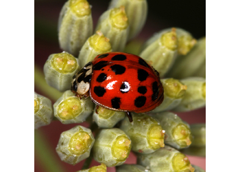 Asiatischer Marienkäfer (Harmonia axyridis) - © Erwin Holzer